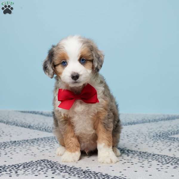 Benji, Mini Aussiedoodle Puppy